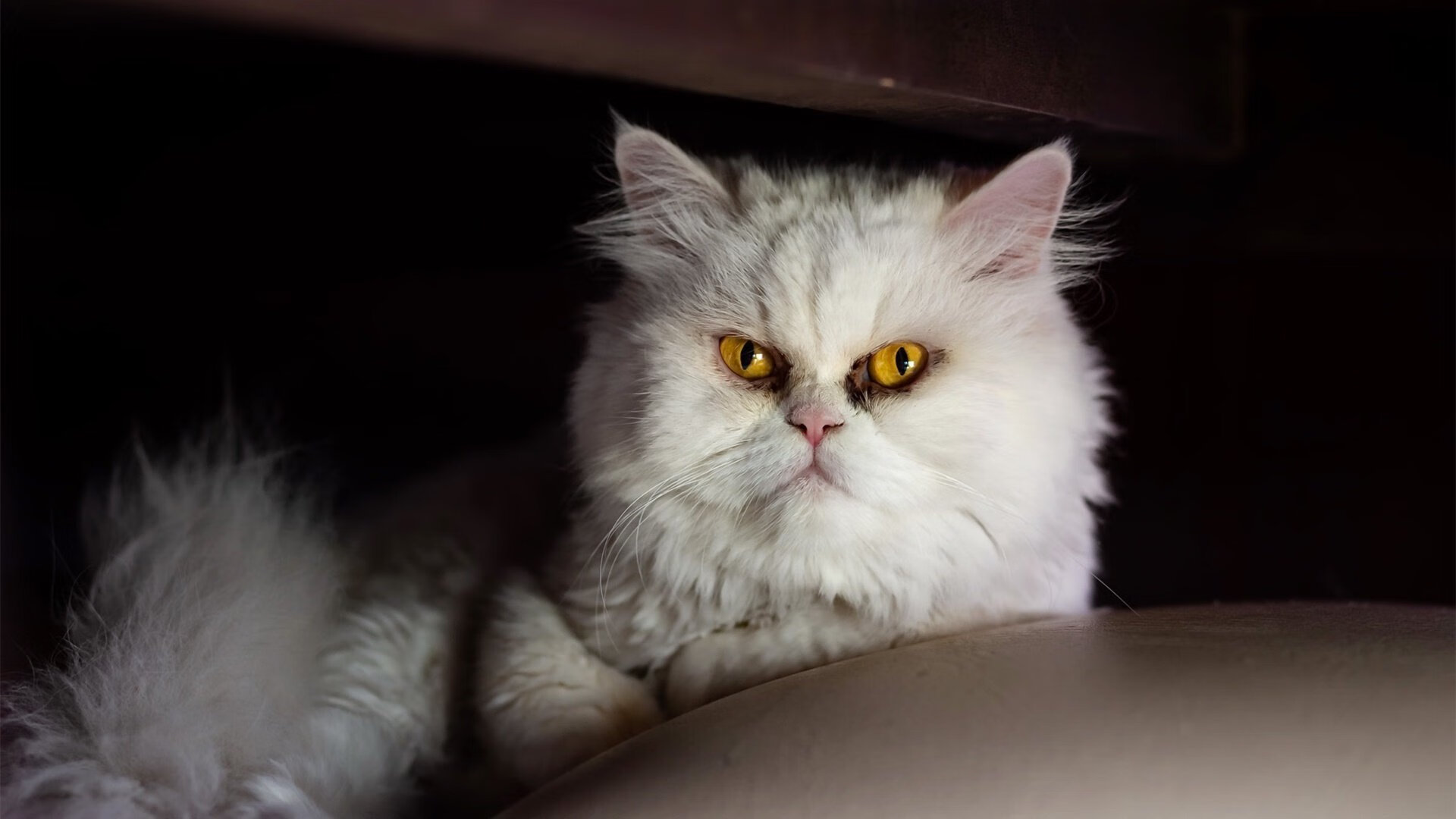 PG电子APP-托尼统治全场，莱比锡红牛火力压制希腊的战术密码